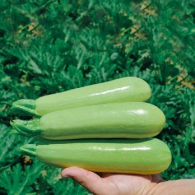 Насіння кабачка Теренум F1 (43 дні) (2500 сім.) Lark Seeds